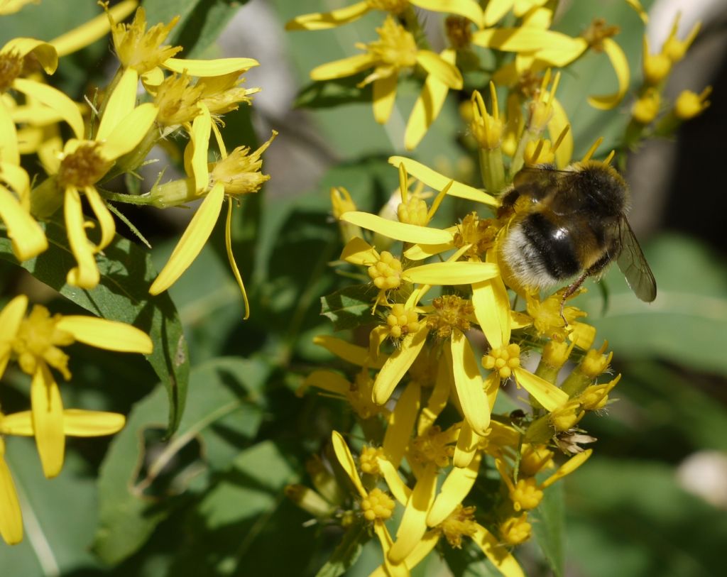 Senecio ovatus